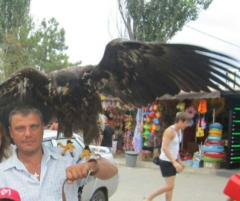  ,   Vova, 53 ,   ,   , c 