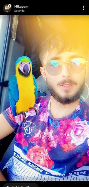  ,   Tayfur, 25 ,   ,   