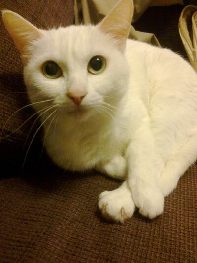  ,   Pasch nemo, 48 ,   