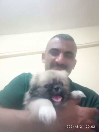  ,   Guven, 43 ,   ,   