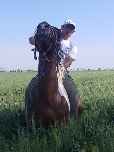  ,   Ozod, 39 ,   ,   
