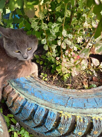  ,   Tatyana, 68 ,   ,   , 