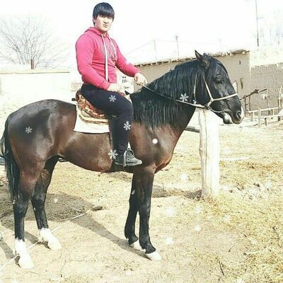  ,   Murad, 44 ,     , c 