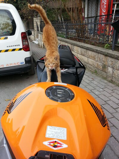  ,   Ahmet, 37 ,   ,   , c 