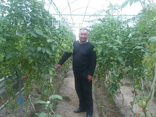  ,   Sattor, 54 ,   