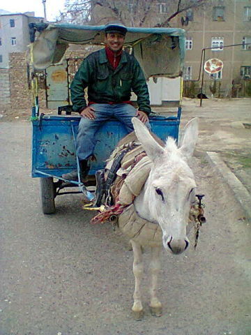  ,   Xamid, 44 ,   ,   