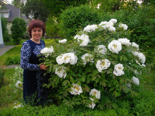   ,   , 55 ,   ,   , c 