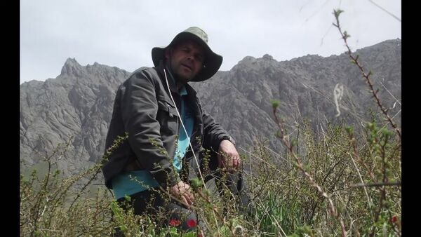  ,   Safar, 50 ,   ,   , c 