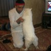   Dawlat
